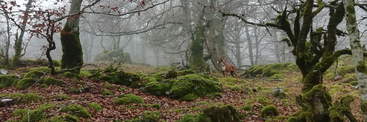 imaz01's profile banner image