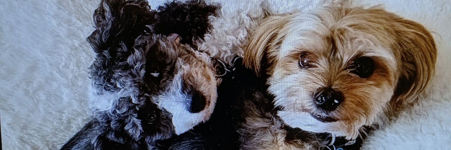 Thomas 🇺🇲 banner