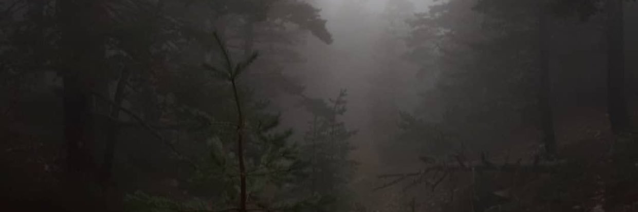 Donnarco1's profile banner image