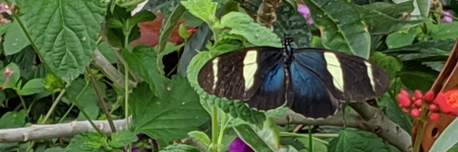 SissyWarf's profile banner image
