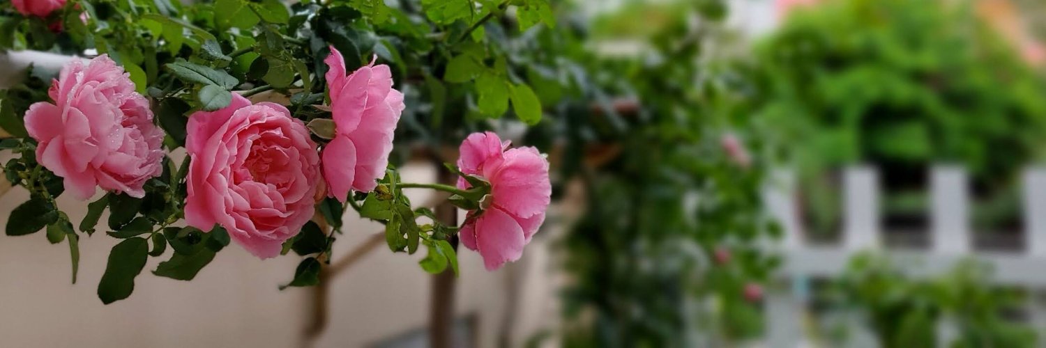 LittleCicada0's profile banner image