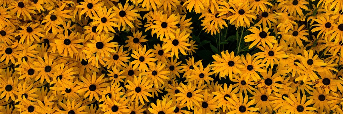 MN_Mercie's profile banner image