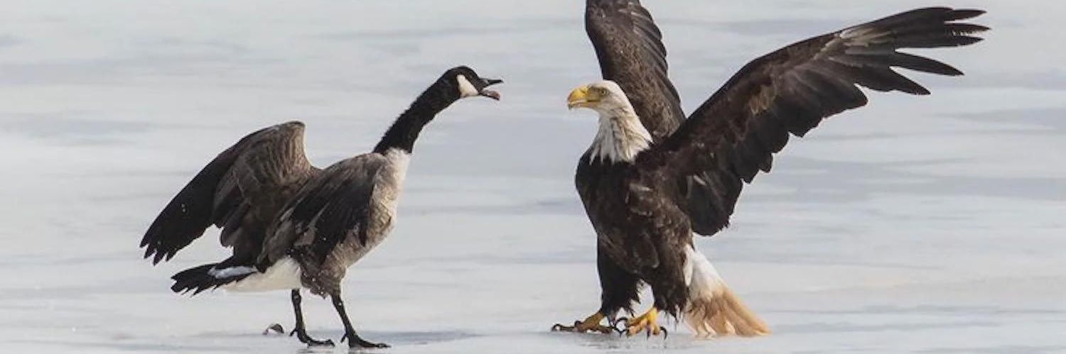 Toronto Mans 🇨🇦 banner