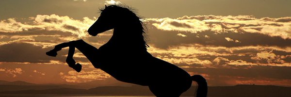 EKOTRADER1 Profile Banner