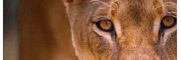 shruti0112 Profile Banner