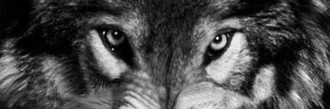 rafaelsave's profile banner image