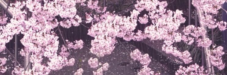 ysdelaa's profile banner image
