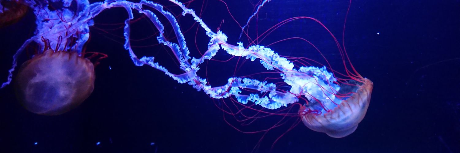 8l4yon's profile banner image