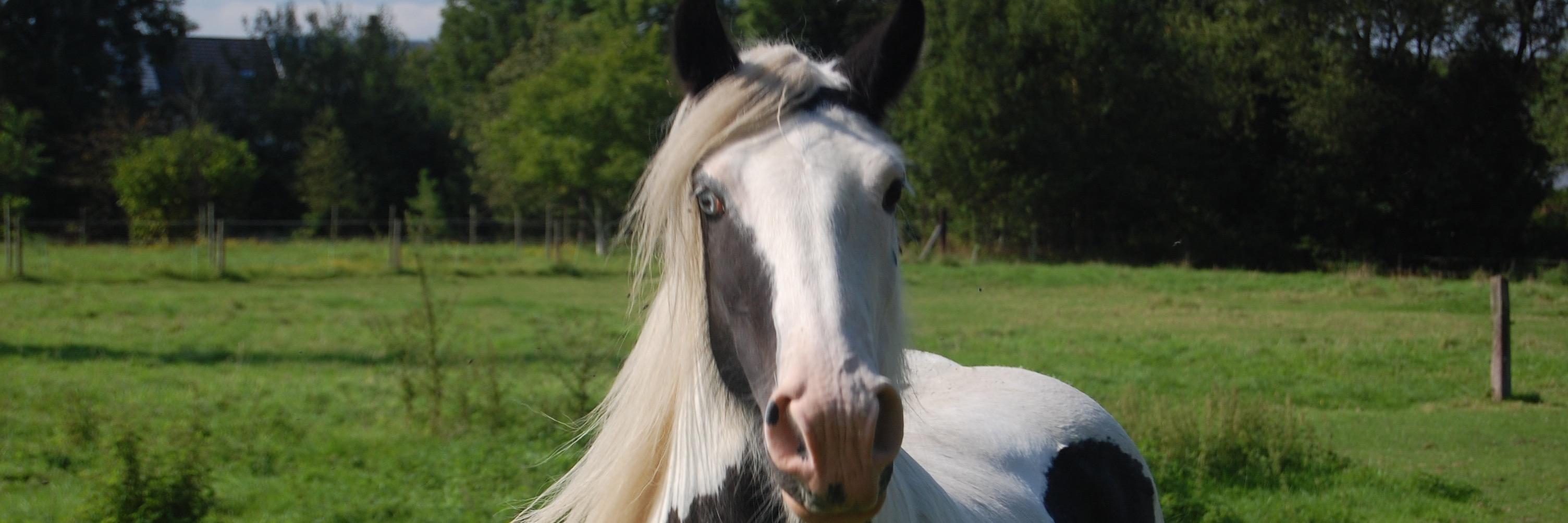 EquiCircles's profile banner image