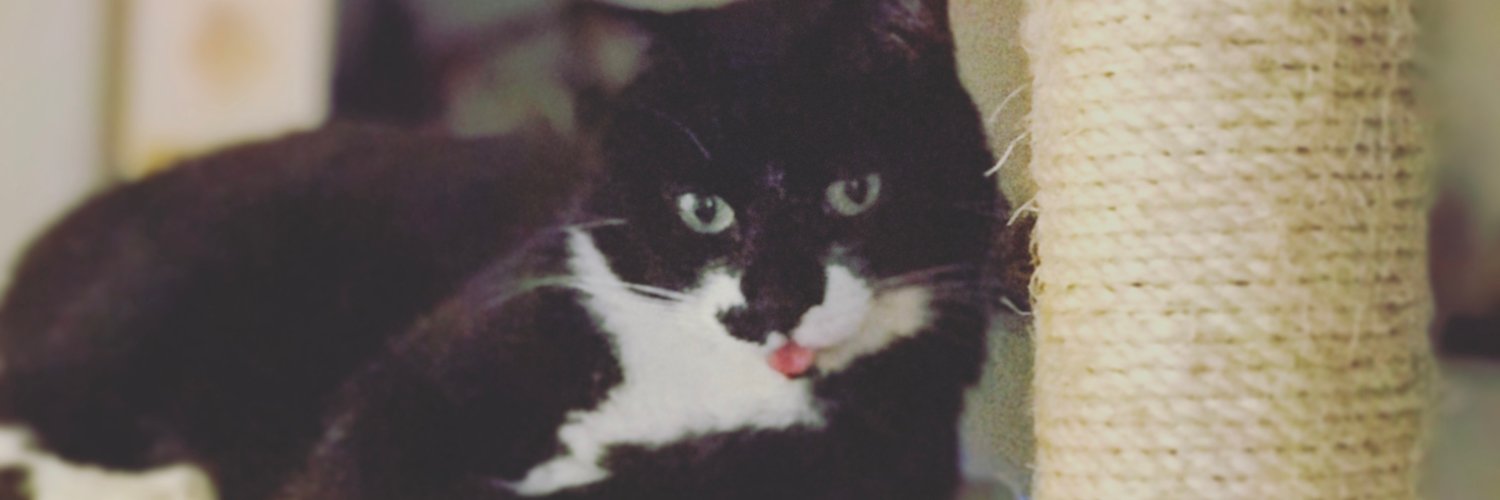 kadybat's profile banner image