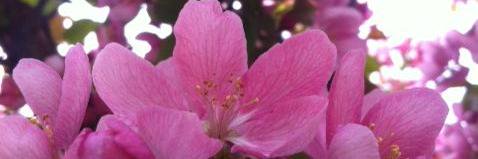 Mrs_Bransfield's profile banner image