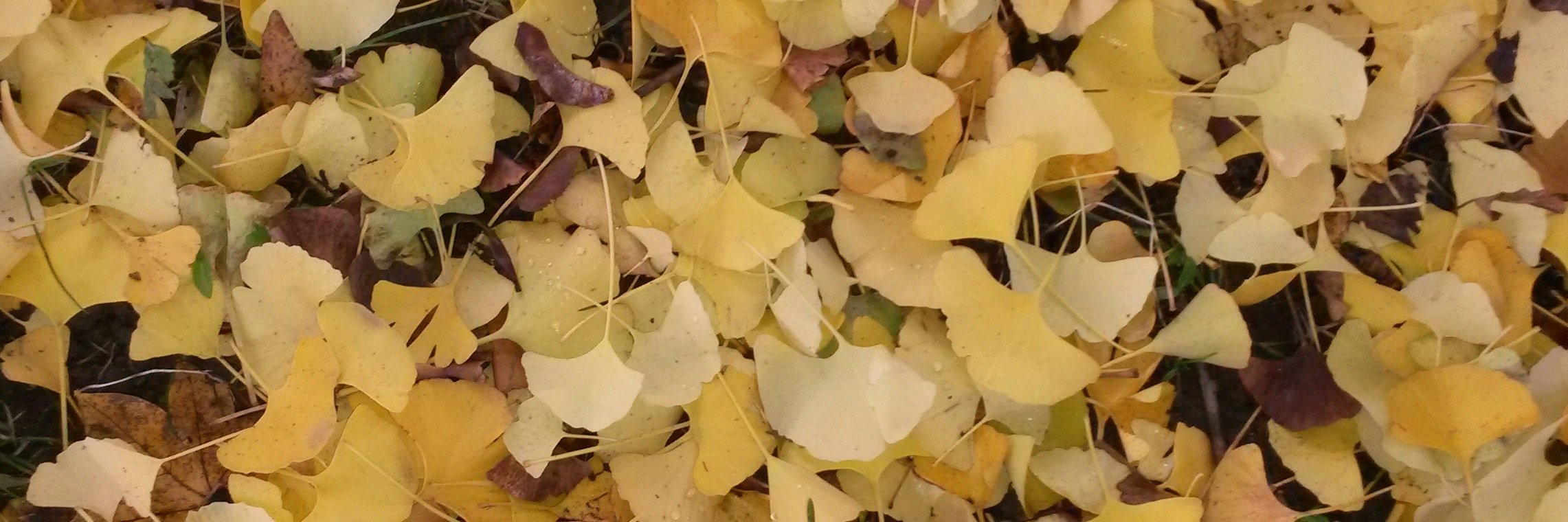 kajusnik's profile banner image