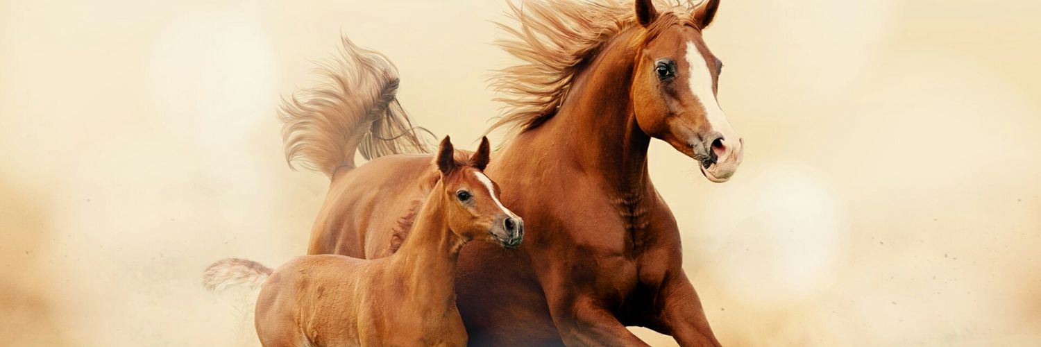 sdktabak's profile banner image