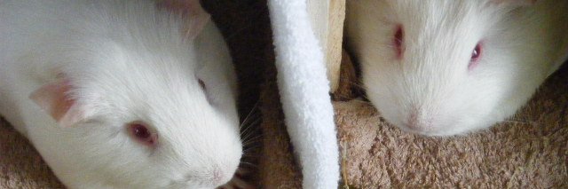 runsten12's profile banner image