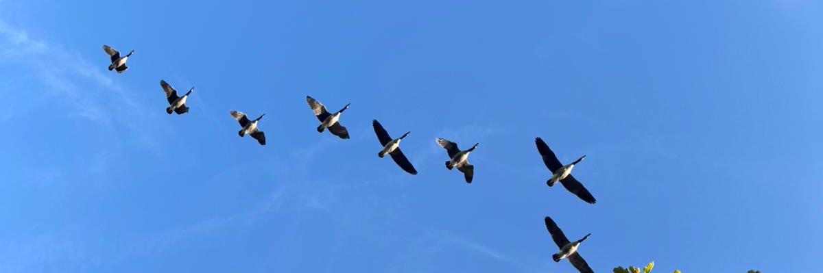 PercyandthePiglets banner