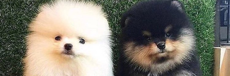 D_Maris_'s profile banner image