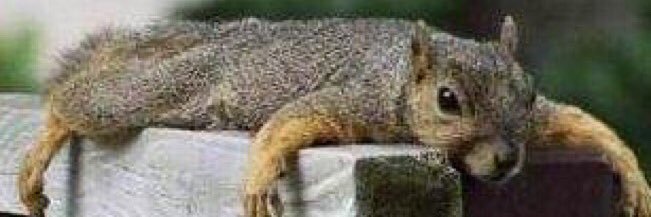 squirrel_modern's profile banner image