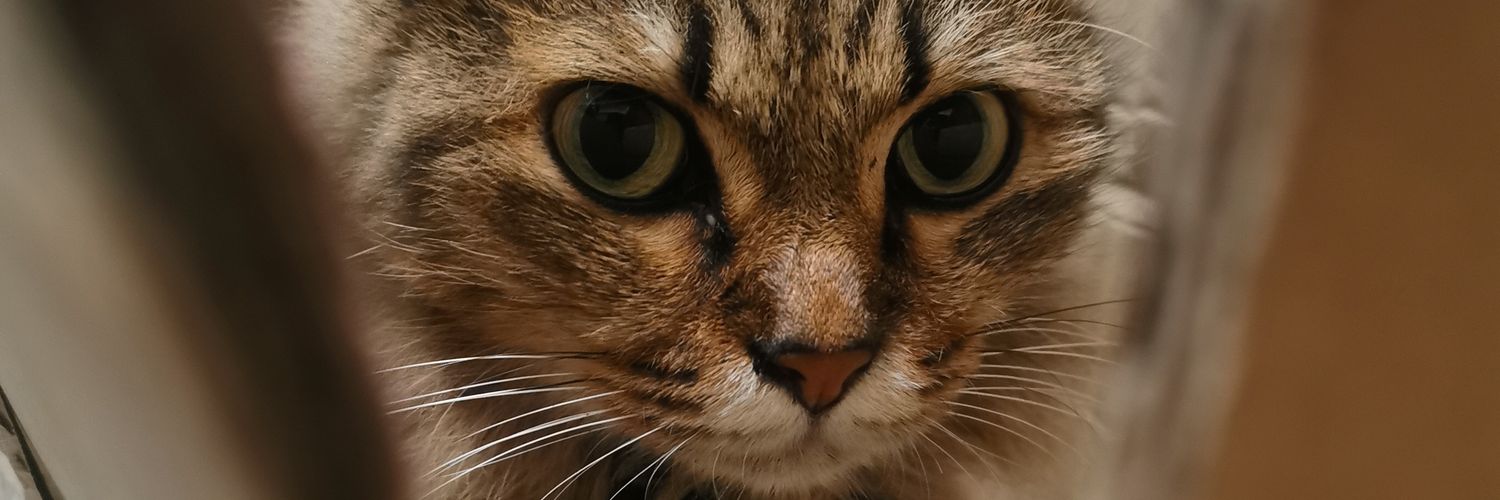 ashxvi's profile banner image