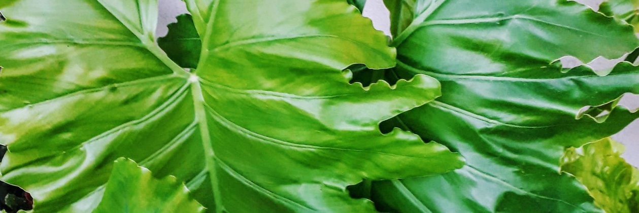 Alojaguai's profile banner image