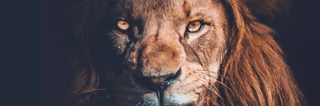 mister_vVv's profile banner image