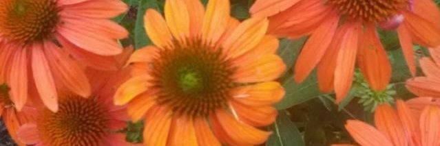 BethHopeCushey's profile banner image