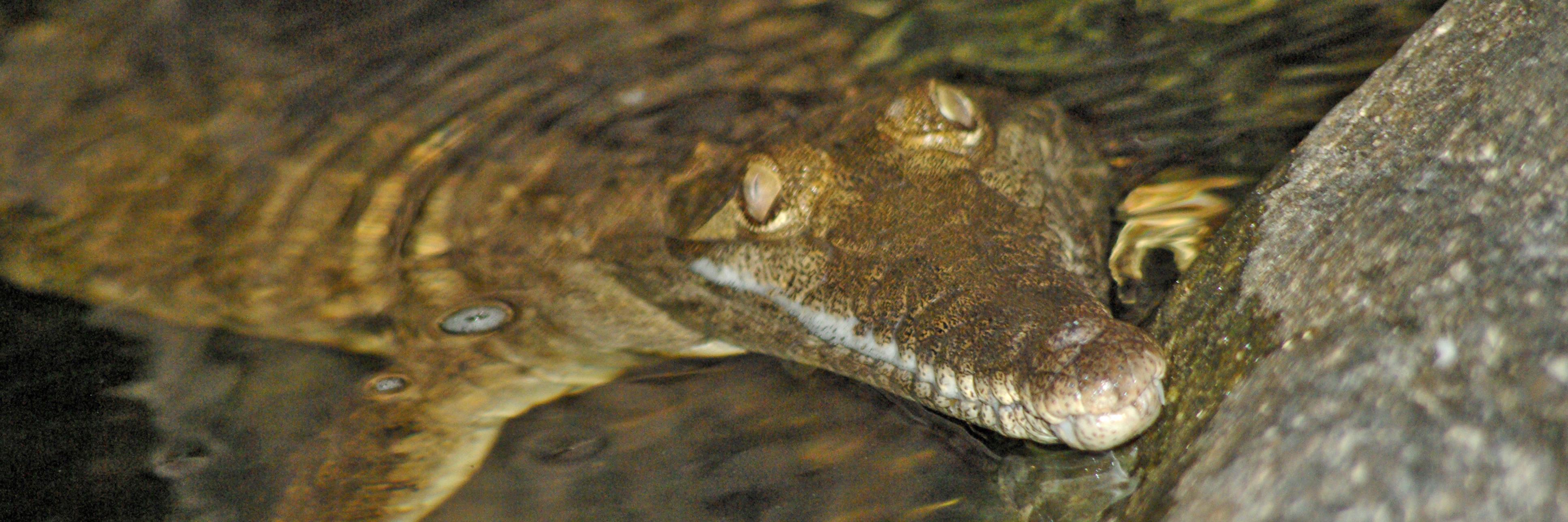 ozherp's profile banner image