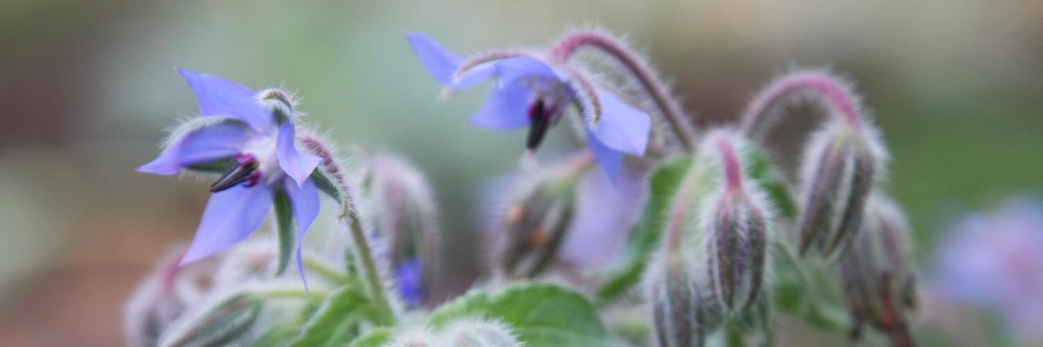 dirtygirlfarms's profile banner image