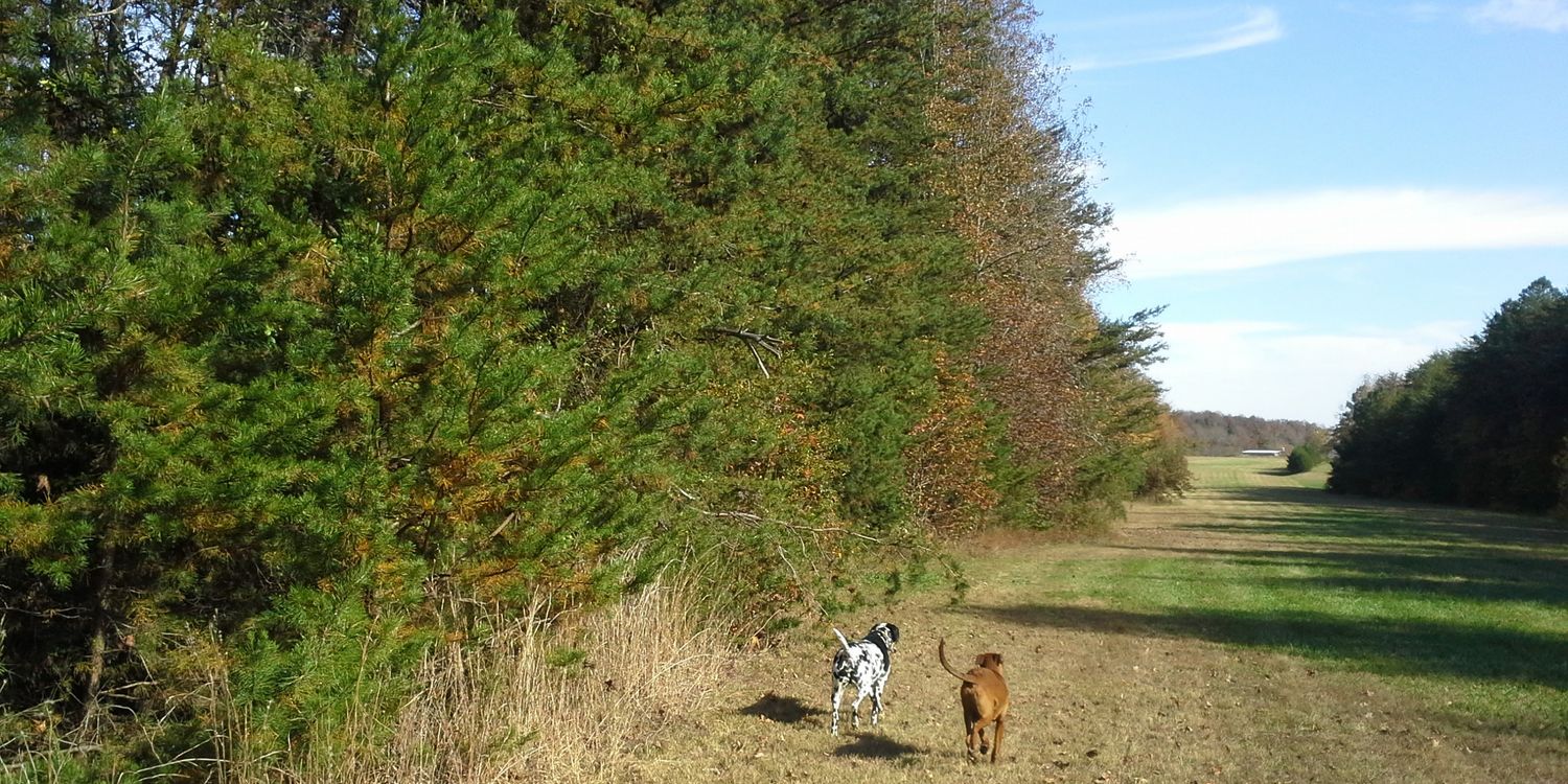 RuffLoveRescue's profile banner image
