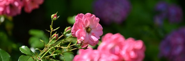 JosephinesStar Profile Banner