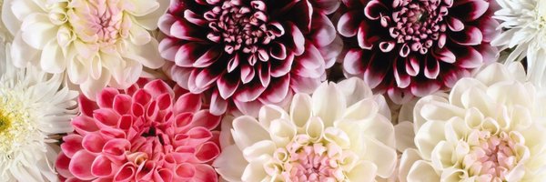 stephlamying Profile Banner