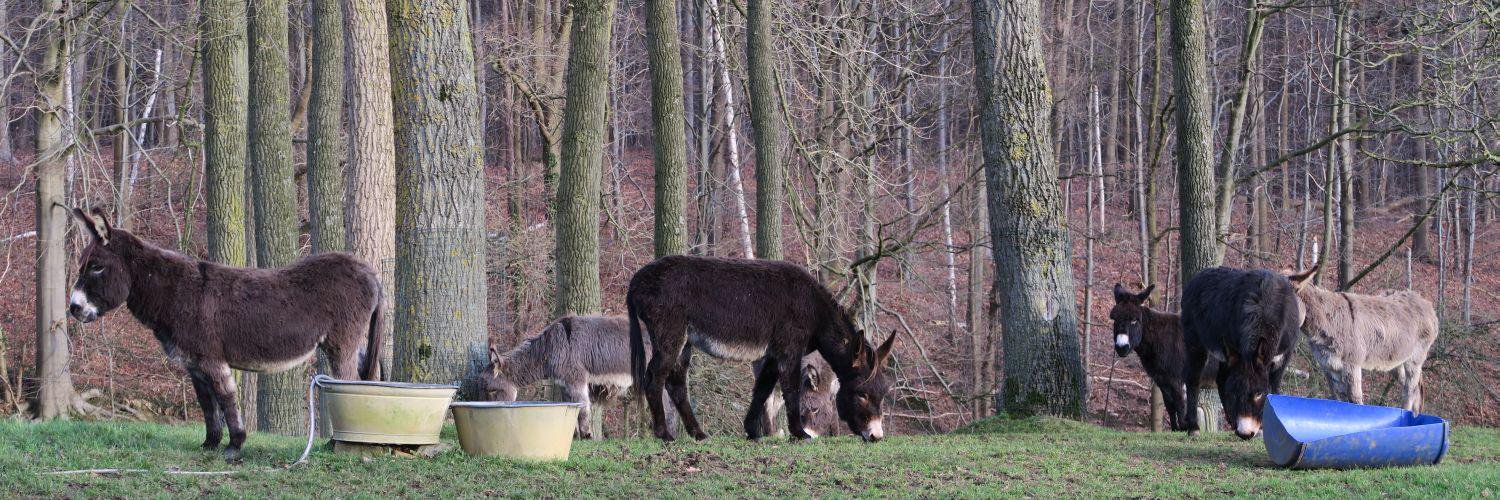 Bruno Peeters banner