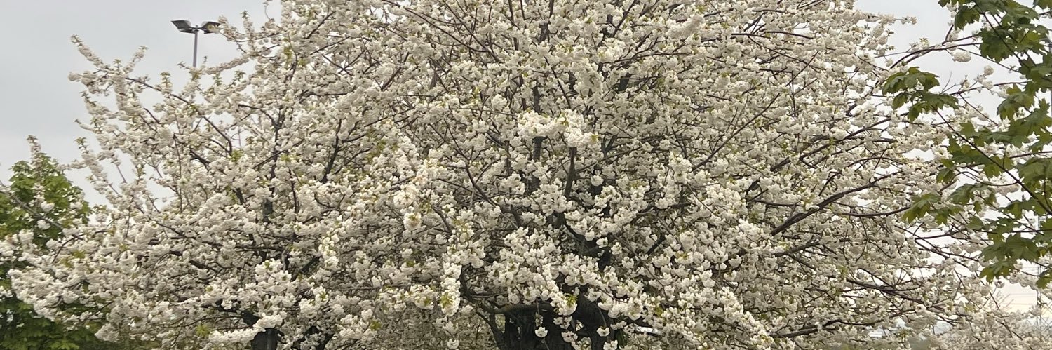olasinboolakit1's profile banner image