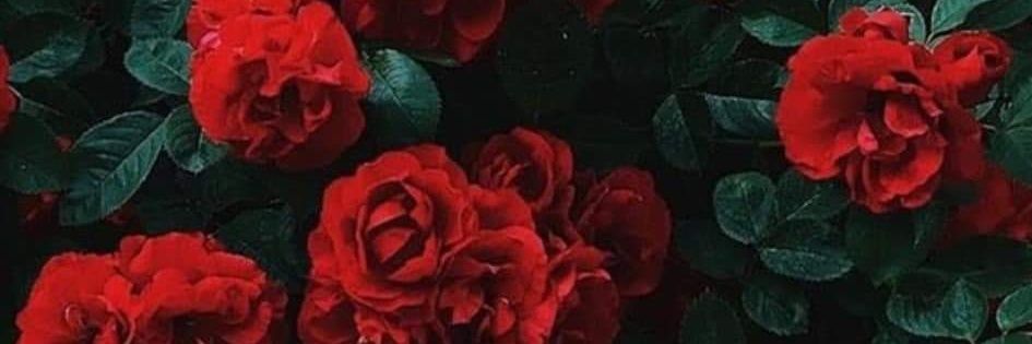 ZoeSaavedra1's profile banner image