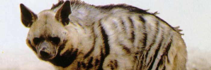 EarthPhalanx's profile banner image
