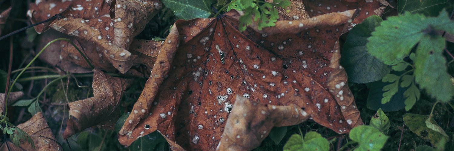 davidkry_'s profile banner image