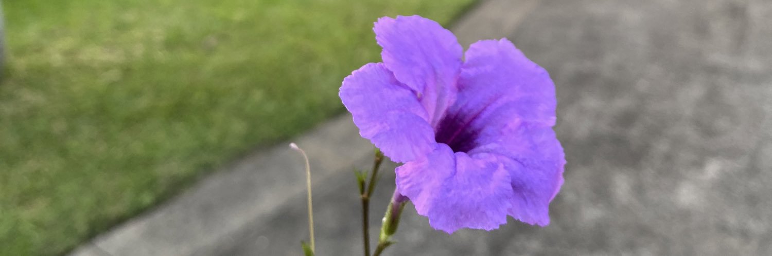 sh_rogy's profile banner image