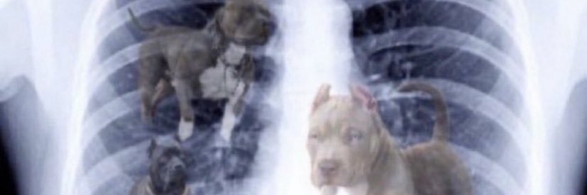 Spike Spiegel banner