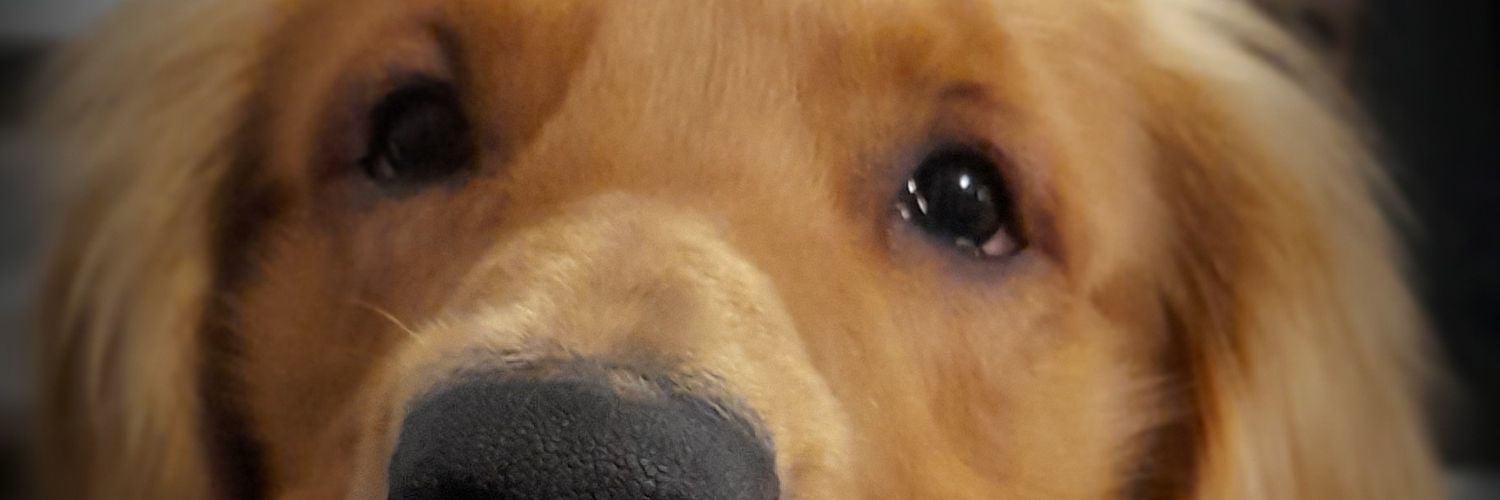 gdeantonio's profile banner image