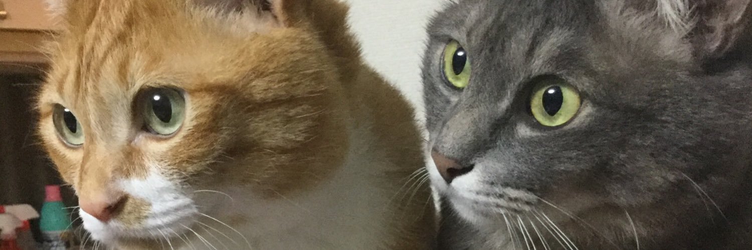 siina_81's profile banner image