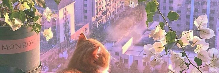 Laura__Natali's profile banner image