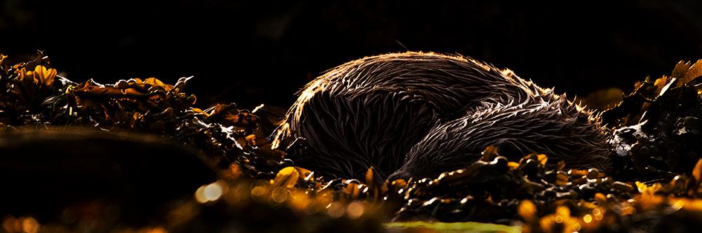 John Moncrieff banner