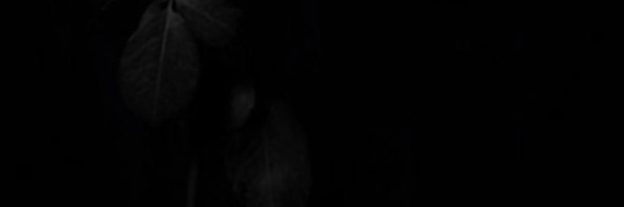 looy_2015's profile banner image
