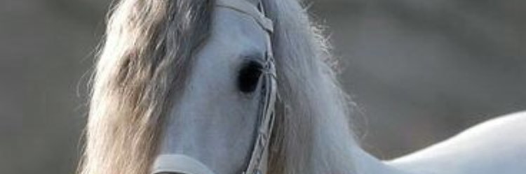 samia_sultan's profile banner image