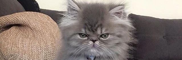 AphraBoittier's profile banner image