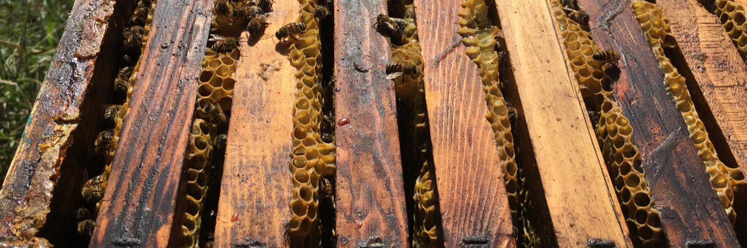 Santhiago 🏳️‍🌈 banner