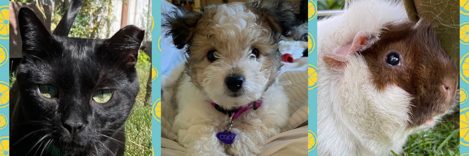 Snoopy, Coco & BulmaCat banner