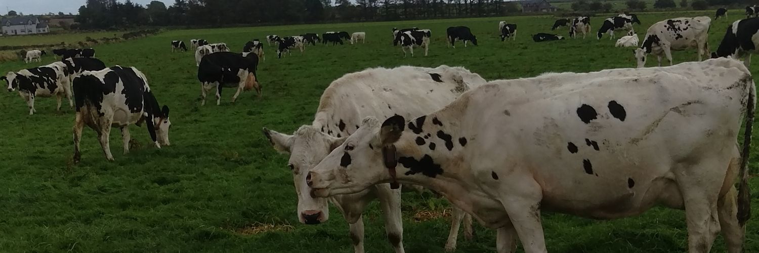Peterspillett's profile banner image