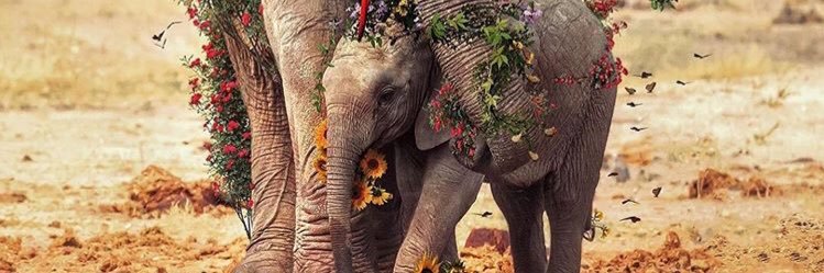 sulecmrrt's profile banner image