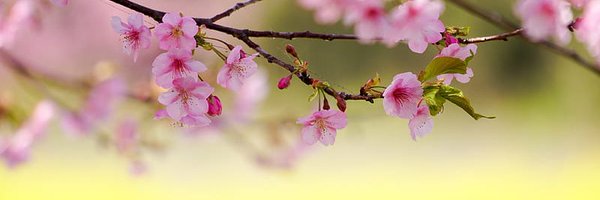 sakmae Profile Banner