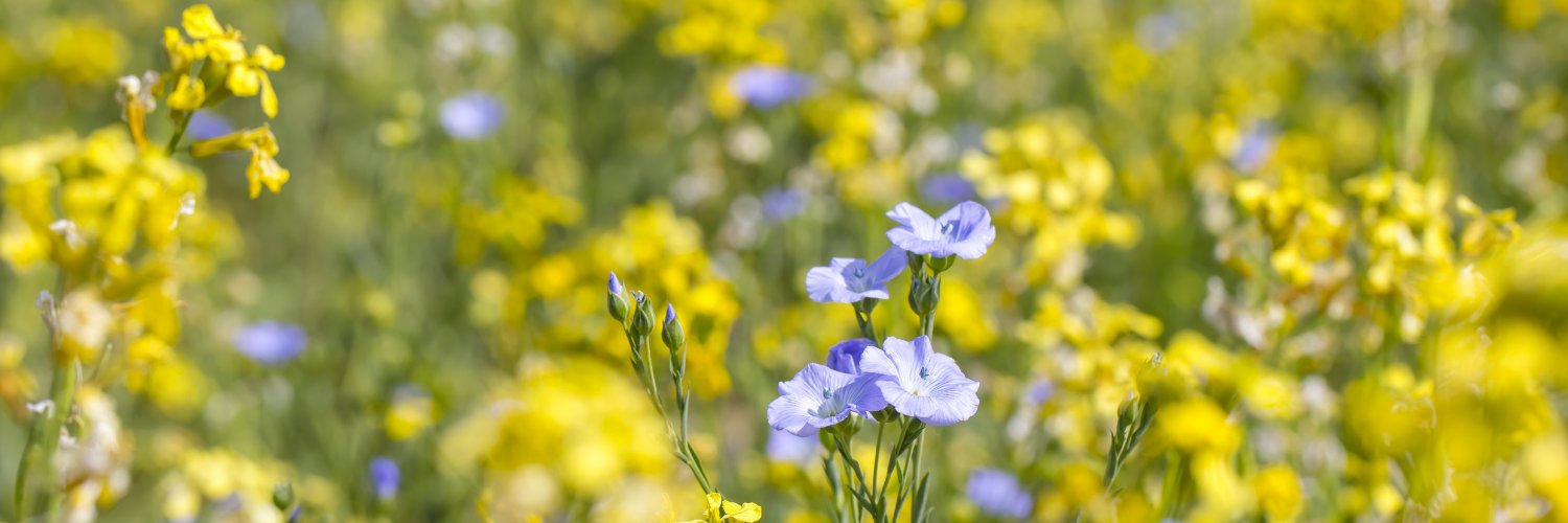 SaskOilseeds's banner